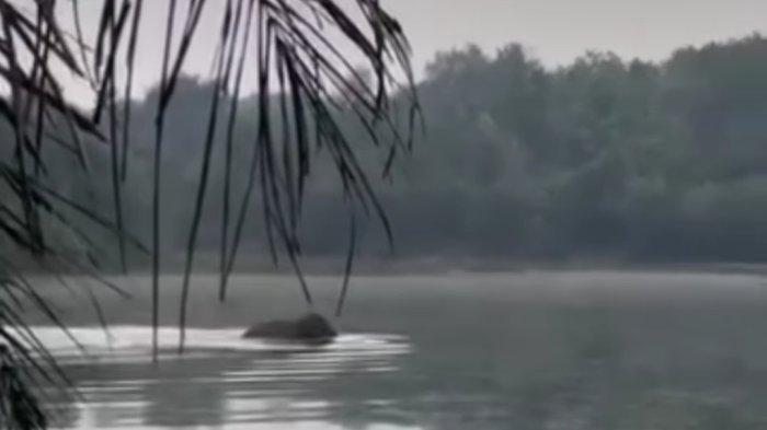 Gajah liar berenang di Danau Kayangan Pekanbaru (foto/int)