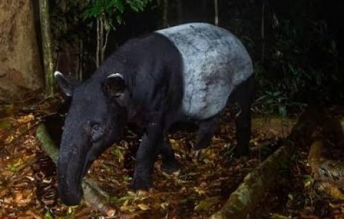 Tapir Sumatera muncul di Siak.(foto: int)