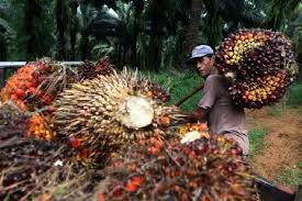 Ilustrasi harga TBS kelapa sawit swadaya di Riau naik (foto/int)