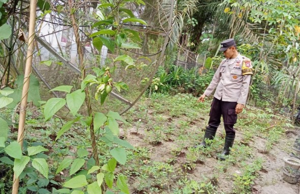 Bhabinkamtibmas Bukit Mas, Bripka Suwandi cek tanaman pangan bergizi warga (foto/afrizal)