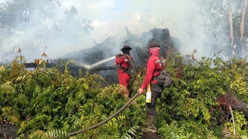 Pemadaman karhutla di Kerumutan, Pelalawan.(foto: int)