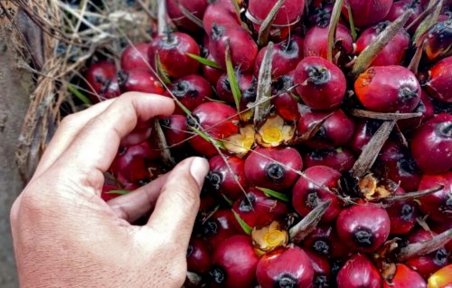 Ilustrasi harga TBS sawit plasma Riau turun (foto/int)