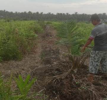 Petani sawit saat mengelola kebun