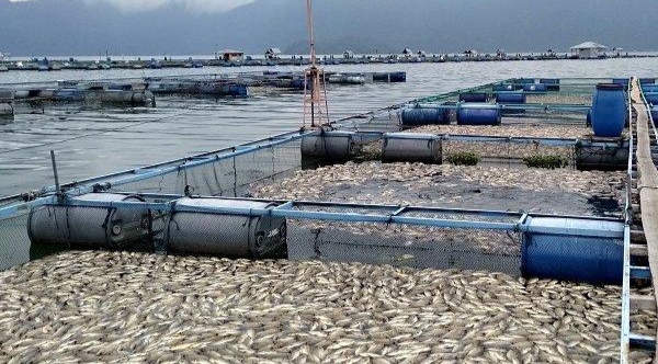 Fenomena kematian massal ikan kembali melanda Danau Maninjau, Agam, Sumbar (foto/tribunpadang)