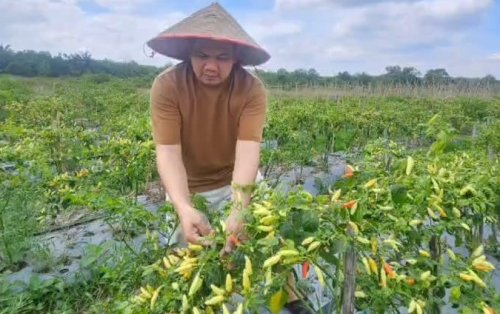 Direktur PT Riau Pangan Bertuah, Ade Daulay (foto/ist)
