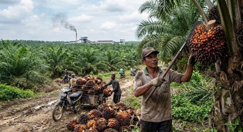 Harga TBS sawit mitra swadaya di Riau pekan ini turun.(ilustrasi/AI/halloriau.com)