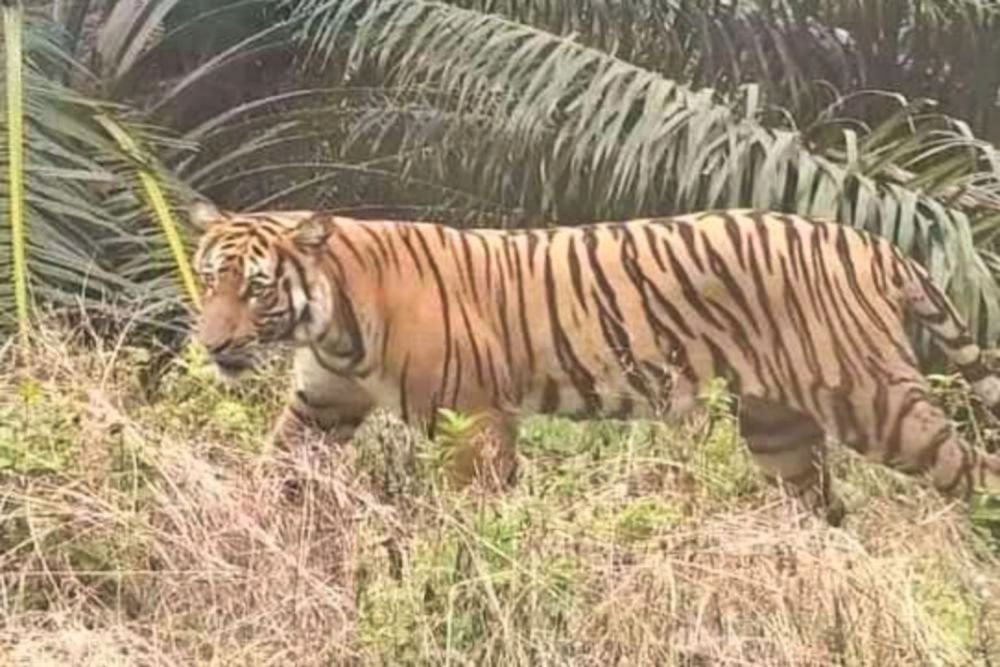 Harimau intai kandang ayam di kebun sawit di Siak (foto/int)