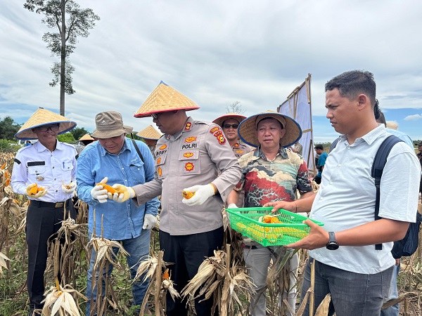 Panen raya jagung pipil kuartal I tahun 2026 oleh Polres Kampar, didukung oleh PT NPM dan PT RAPP, serta bekerja sama dengan LPHD Rantau Kasih Bersatu.