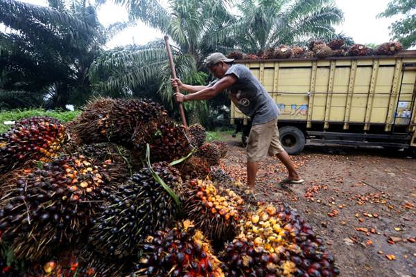 Ilustrasi harga TBS sawit swadaya di Riau (foto/int)