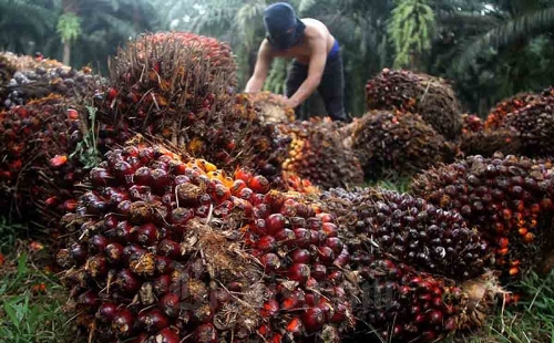 Harga kelapa sawit plasma di Riau.(ilustrasi/int)