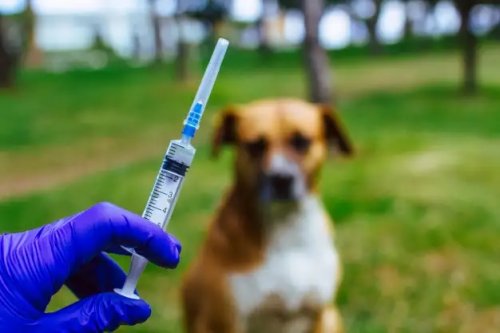 Vaksin rabies.(ilustrasi/int)