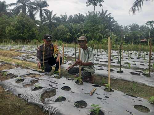 Polsek Simpang Kanan rutin melakukan pengecekan tanaman pangan pekarangan bergizi milik masyarakat. (Foto: Afrizal)