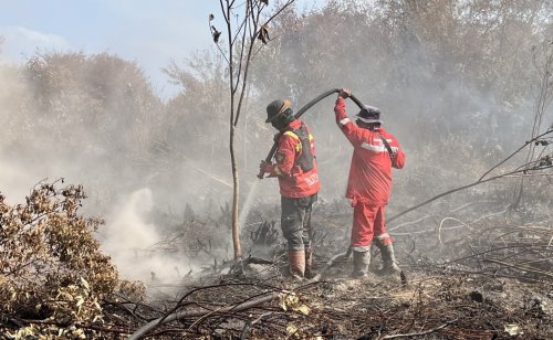 Ilustrasi Pelalawan jadi wilayah terbanyak muncul hotspot di Riau (foto/int)