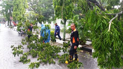 Pohon tumbang akibat cuaca ekstrem di Tembilahan, Inhil.(foto: yendra/halloriau.com)