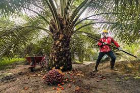 Ilustrasi harga TBS kelapa sawit mitra plasma di Riau naik (foto/int)