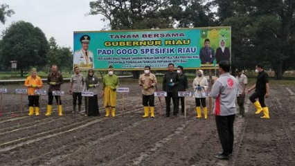 Gubernur Riau Syamsuar menanam padi gogo spesifik Riau di Marpoyan Damai.(foto: mcr)