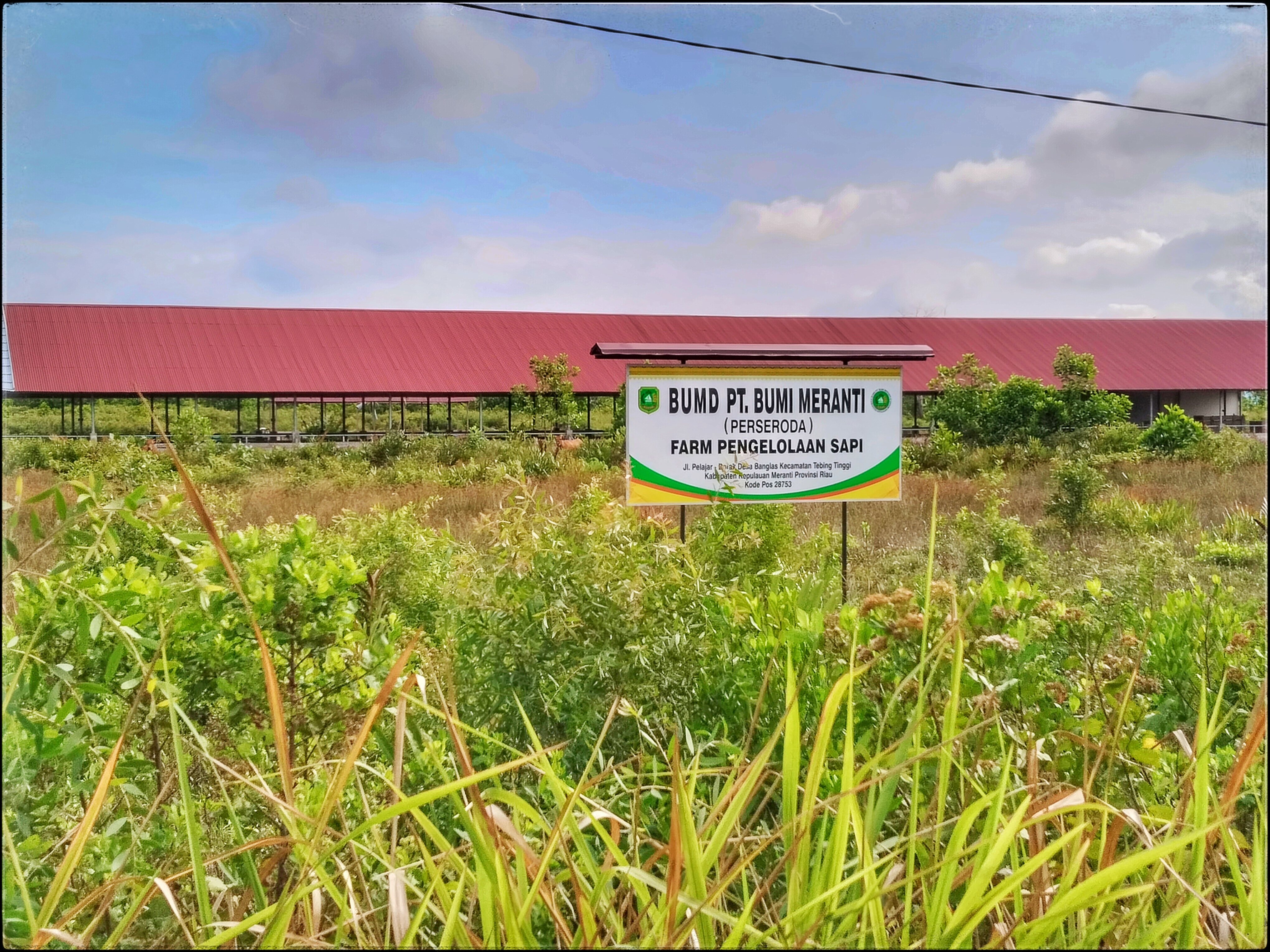 Farm Penggemukan Sapi milik BUMD Kepulauan Meranti tutup dan tidak beroperasi, terlihat ditumbuhi semak belukar 