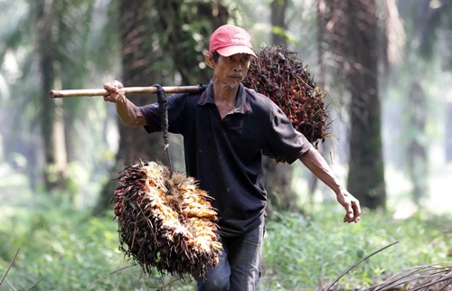 Harga sawit swadaya di Riau hari ini.(ilustrasi/int)