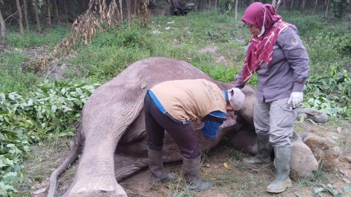 Seekor gajah sumatera ditemukan mati di sekitar kantong Tesso Tenggara, Pelalawan (foto/ist)