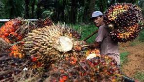 Harga TBS sawit swadaya di Riau hari ini.(ilustrasi/int)