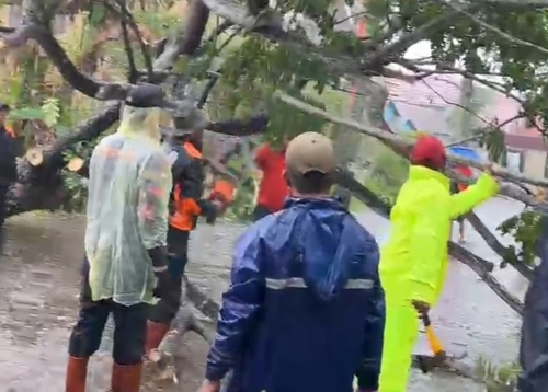 Beberapa lokasi pohon tumbang di Tembilahan akibat hujan, warga di minta waspada (Foto: BPBD Inhil)