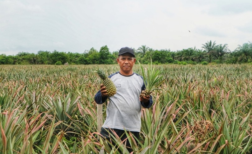 Ketua Poktan Nanas Sakinah, Mardanis, saat panen nanas di kebun miliknya (foto/riki)