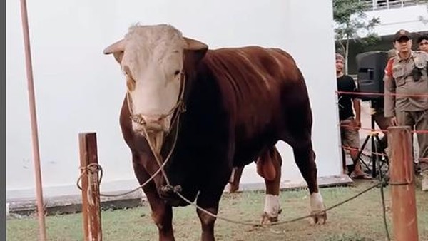 Sapi bantuan Jokowi untuk Sumbar didapat dari Kabupaten Limapuluh (foto/int)