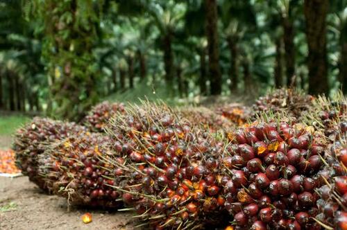 Illustration of oil palm. (Photo: int)