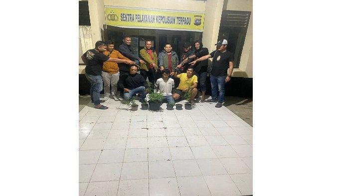 Satres Narkoba Polres Solok ringkus pemuda yang tanam ganja di belakang rumah (foto/ist)