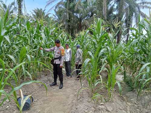 Polsek Simpang Kanan melaksanakan pengecekan Program Ketahanan Pangan pekarangan bergizi di Dusun Pematang Lada. (Foto: Afrizal)