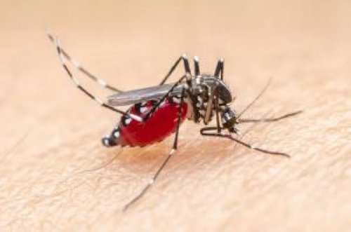 Nyamuk aedes aegypti ancam Riau, Diskes mencatat belasan korban meninggal (foto/int)