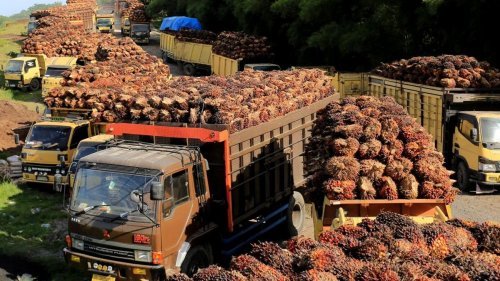 Ilustrasi harga TBS sawit mitra swadaya Riau turun (foto/int)