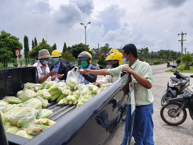 Jagung 1 ton yang dipanen Pak Sulis habis terjual dan dibeli oleh karyawan-karyawan IKPP.