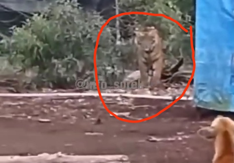 Viral video kemunculan harimau di Pelalawan, Riau (foto/IG InfoSorek)