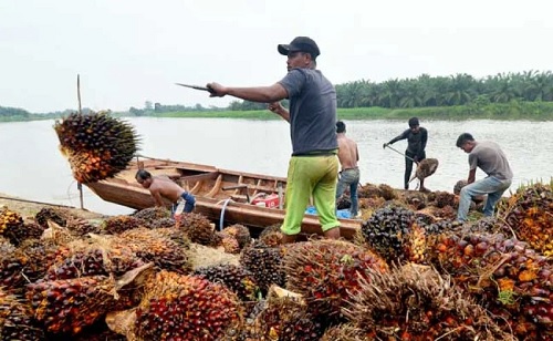 Harga TBS sawit mitra swadaya di Riau pekan ini ikut melonjak.(ilustrasi/int)