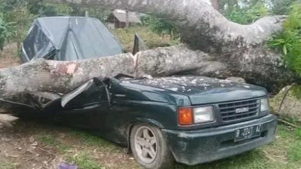 Pohon besar timpa mobil di kebun durian (foto/detik)