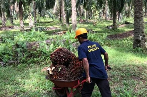 Harga TBS sawit swadaya di Riau pekan ini.(ilustrasi/int)