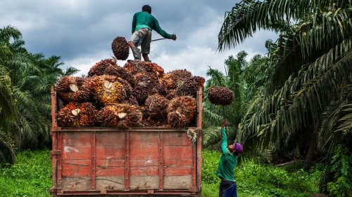 Harga TBS sawit swadaya Riau hari ini.(ilustrasi/int)