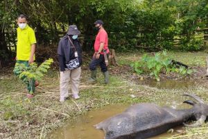 Seperti di Kabupaten Kampar, ratusan kerbau di Rohul terpapar penyakit ngorok (foto/int)