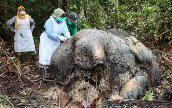 Gajah Sumatera ditembak mati di Pelalawan, pelaku perburuan gading masih diburu polisi (foto/ist)