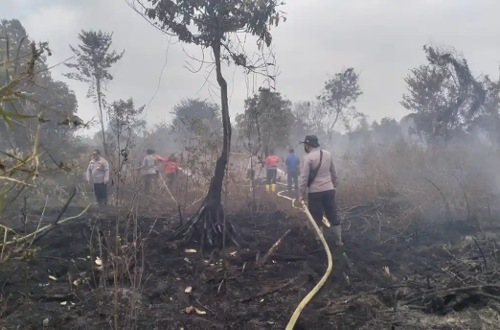 Petugas berjibaku memadamkan api karhutla di Teluk Meranti, Pelalawan.(foto: tribunpekanbaru.com)