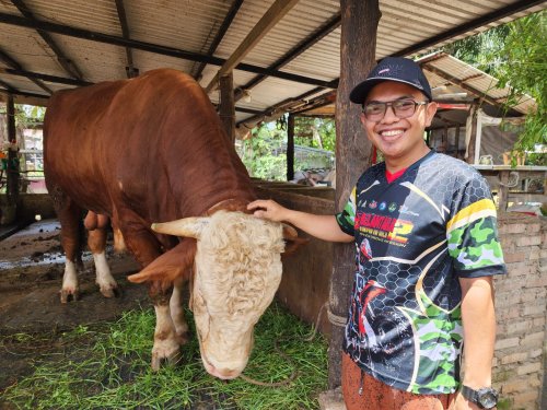 Samson, sapi kurban hampir 1 ton dari Presiden Prabowo untuk masyarakat Dumai.(foto: bambang/halloriau.com)