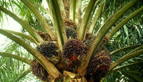 Ilustrasi sawit. (Foto: int)