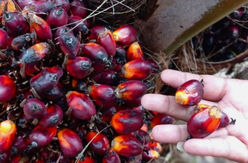 Ilustrasi harga TBS kelapa sawit kemitraan plasma Provinsi Riau turun (foto/int)