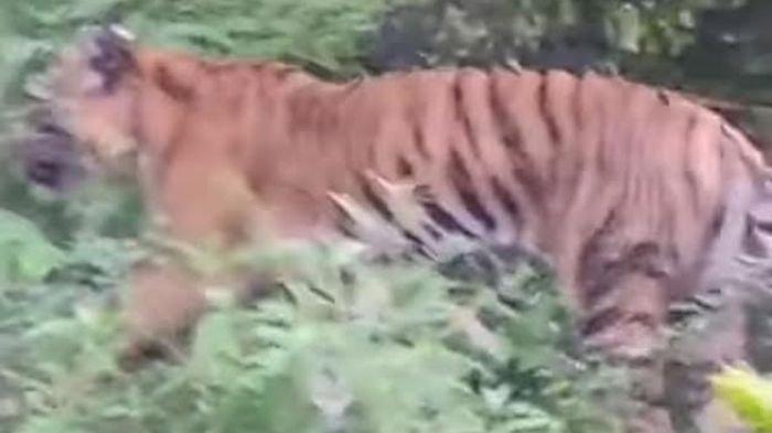 Warga di Sijunjung memotret harimau dari jarak 12 meter (foto/int)