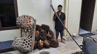 Pelaku pencuri buah sawit di kebun PT KAK (foto/bayu)