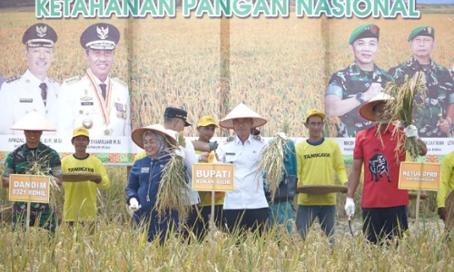 Bupati Rohil, Afrizal Sintong saat hadiri panen raya petani binaan Kodim Rohil di Pekaitan.(foto: afrizal/halloriau.com)