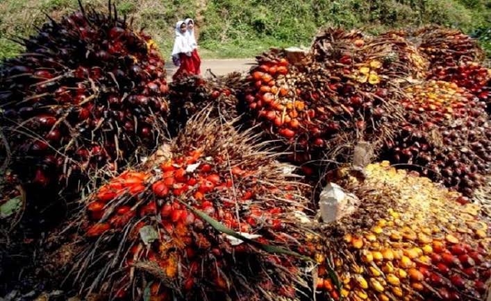 Here is the full list of prices for fresh fruit palm oil in Riau that are compactly down this week (photo/ist)