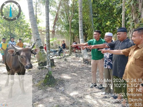 PT Arara Abadi salurkan sapi qurban.(foto: istimewa)