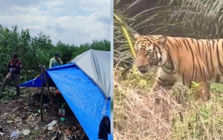 Ilustrasi BBKSDA Riau kosongkan lokasi harimau menyerang manusia di Pelalawan (foto/int)